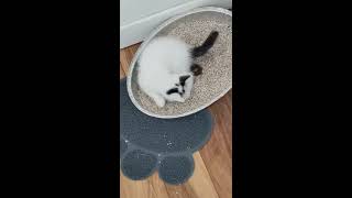 Kitten's first time using litter box!