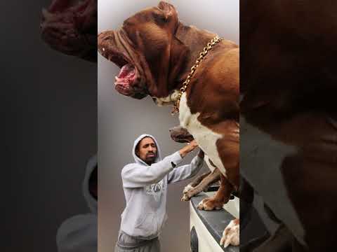 The story of a man who catches dogs on the weekend!!