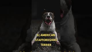 The Most Banned Dog Breeds In The World