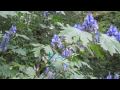 東京大学付属植物園日光分園 の動画、YouTube動画。