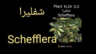 شفليرا
Schefflera