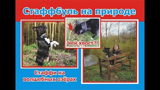 видео: Стаффордширский бультерьер Леди на прогулке в сказочном лесу. Нашли шесть озёр в лесу и один хвост.. картинка: Стаффордширский бультерьер Леди на прогулке в сказочном лесу. Нашли шесть озёр в лесу и один хвост..