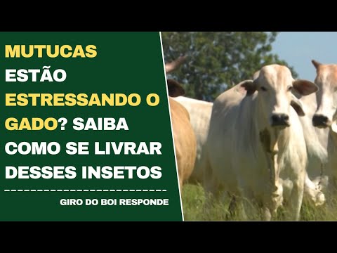 MUTUCAS ESTÃO ESTRESSANDO O GADO? SAIBA COMO SE LIVRAR DESSES INSETOS