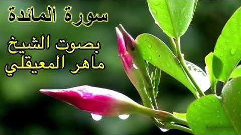 سورة المائدة كاملة بدون اعلانات بصوت الشيخ ماهر المعيقلي