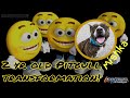 2 year old Pit Bull (Mishka)| abuse rescue dog | Delaware Dog Trainer 2 year old Pit Bull (Mishka)| abuse rescue dog | Delaware Dog Trainer