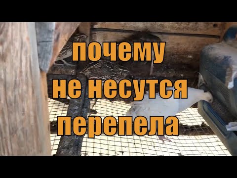 Почему не несутся перепела, 5 ошибок перепеловодства / дневник перепеловода 24