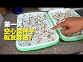 第一天就发芽？空心菜种子这么快的吗？【CityVege城市農夫】