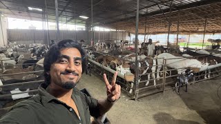BARISH MEIN BAKRO KE KHURR CUTTING||Bakro ko dana kaise khialye||SABRIGOATFARM DAILY VLOG