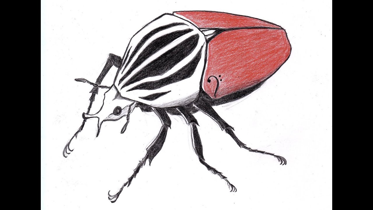 Goliath Beetle (2016) for solo Electric Bass / Osamu Kawakami YouTube