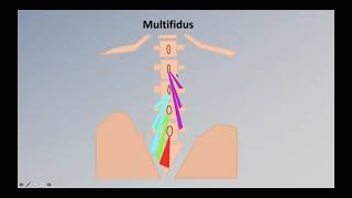 Andrew Haig M.D. Back pain lecture week 1 of 4