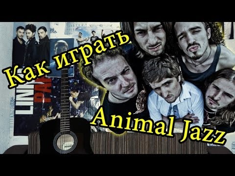 Animal джаz три полоски видеоурок