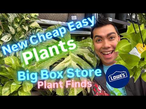 Massive PRICE DROP! Big Box Store Plant Shopping at Lowe's Restock and Easy Care Plants Budget Price