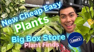 Massive PRICE DROP! Big Box Store Plant Shopping at Lowe's Restock and Easy Care Plants Budget Price