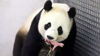 Body Bébé Panda Roi Des Câlins - Imprimé En France, Tissu Doux, Cadeau Naissance Original !