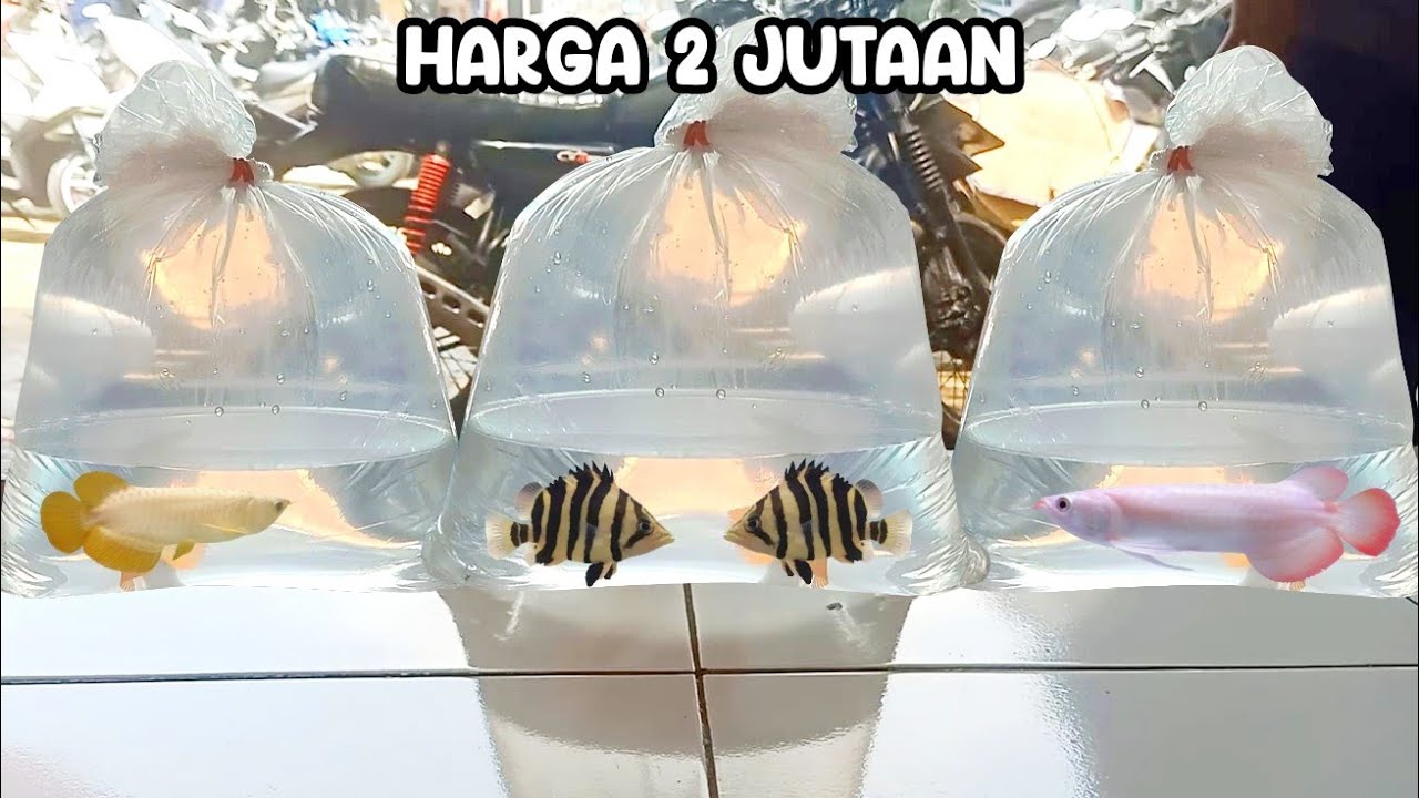 HARGA 2 JUTAAN ARWANA SUPER RED PARUNG BOGOR!