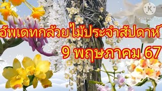 อัพเดทกล้วยไม้ประจำสัปดาห์ 9 พฤษภาคม 67 "จำหน่ายกล้วยไม้ คุณภาพดี ราคายุติธรรม"