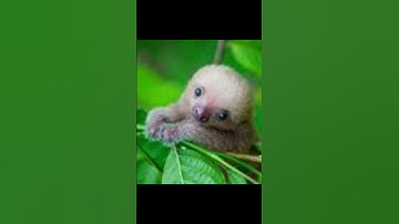 Sir David Attenborough says this is not poggers! #davidattenborough #sloth #baby #facts #animals