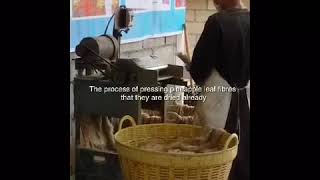 The process of pineapple leaf fibres, Thailand