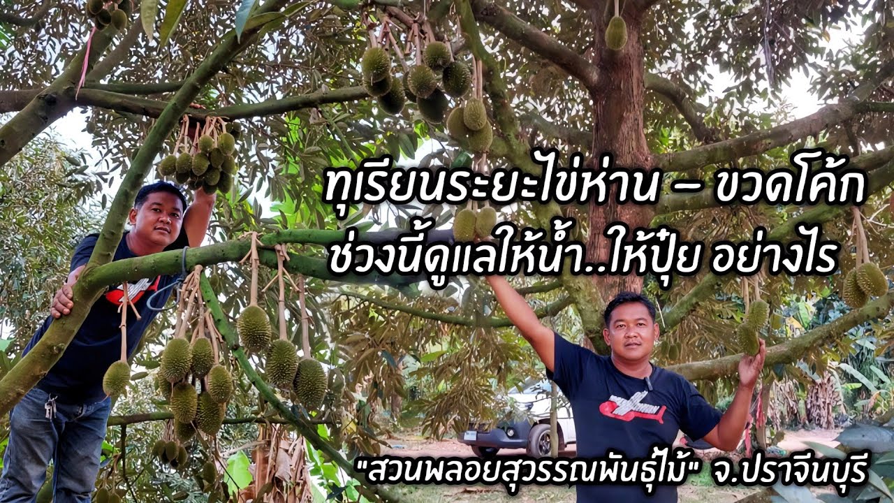 ทุเรียนระยะไข่ห่าน - ขวดโึค้ก ช่วงนี้ดูแลให้น้ำให้ปุ๋ยอย่างไร 