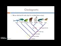 Cladograms and evolution