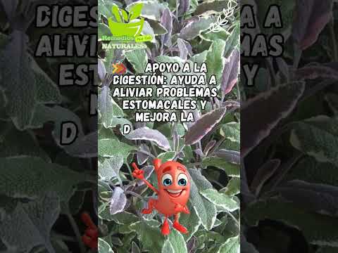 Beneficios de la salvia para tu salud.