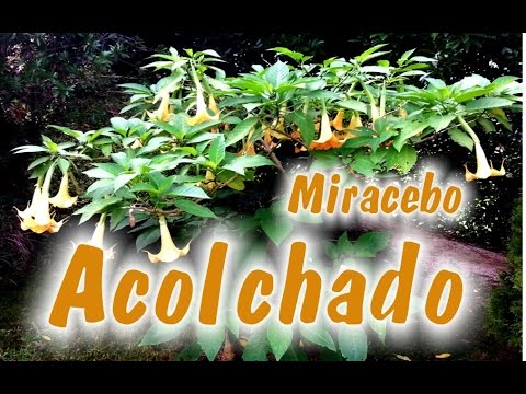 El Acolchado