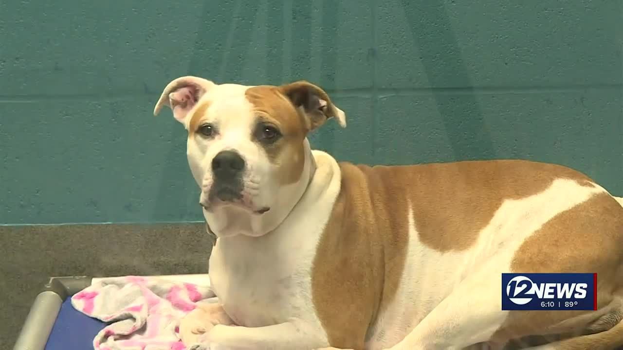 Kansas Humane Society waiving adoption fee for adult dogs through