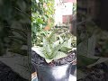 Sansevieria (Snake Plant) prefers dry conditions and does not require extra humidity.