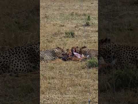 Cheetah Feast! #Wildlife | #ShortsAfrica | #Septdailyshorts  @robtheranger