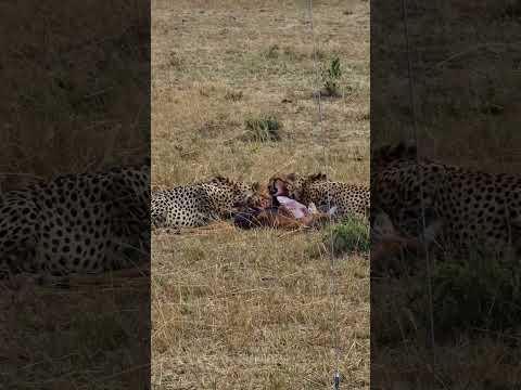 Cheetah Feast! #shorts | #ShortsAfrica | #Septdailyshorts @robtheranger