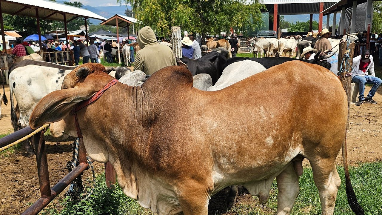 Jueves de mercado ganadero Cuilapam oaxaca méxico #toros #vacas #caballos #yeguas #becerros 3/07/25