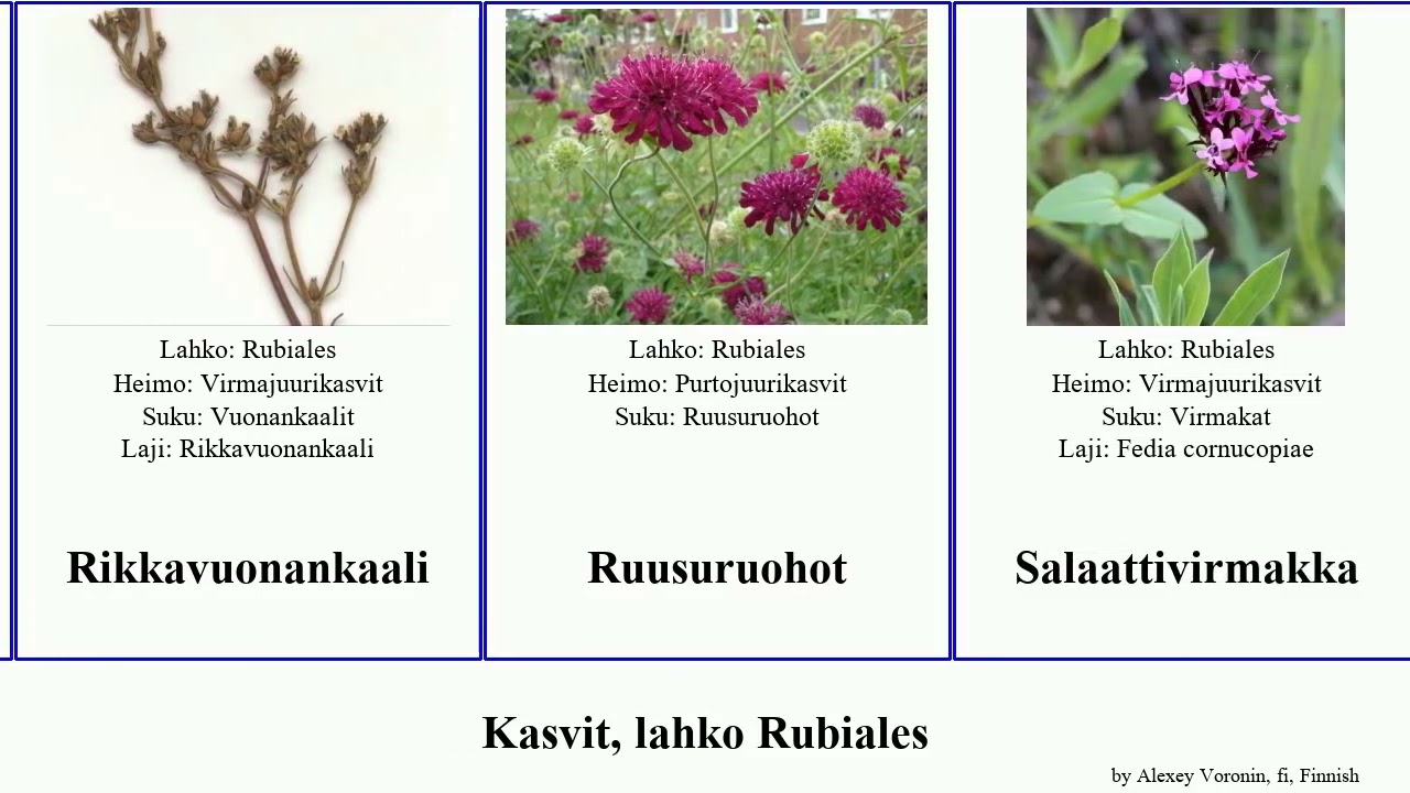 Kasvit, lahko Rubiales valeriana plants montana villosa saxatilis nuttallii nevadensis Knautia