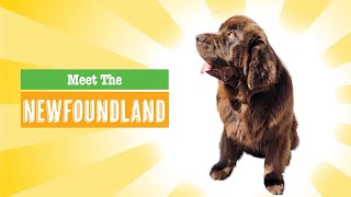 Newfoundland Dog Breed