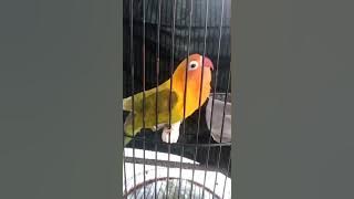 Pancingan suara lovebird ngekek panjang 1 menit