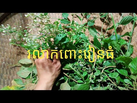 ឱសថបុរាណព្យាបាលរោគរលាកពោះវៀនធំ-khmer medicine #Health&beauty