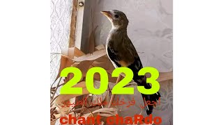 chant chardonneret 2023 تغريد خاص بالمسابقات /اجعل حسونك ملك التغريد/