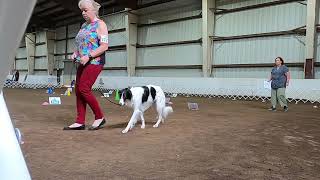 Silken WIndhound Rally R01 UKC