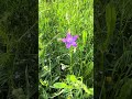 🌸🌺 #nature #flowers #youtubeshorts #beatyofnature #videoviral