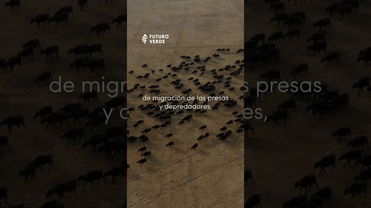 Efectos del cambio climático: Extinción de especies 🐝🐼⁠⁠