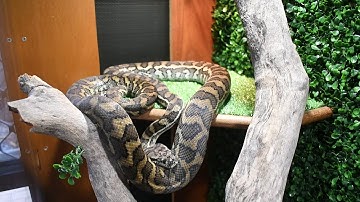Custom made coastal carpet python enclosure + setup!!