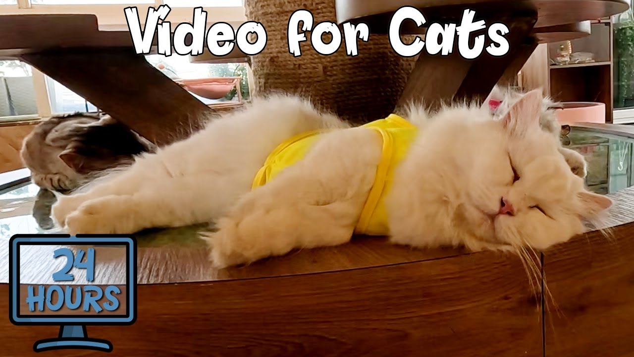 24 HOUR Soothing Music for Cats with Anxiety and Stress Relief Videos