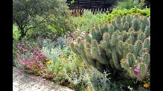 What about cactus? cacti are only 1-2% of the california native plant
palette. there over 6,000 species, sub-species and varieties p...