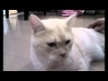 A pussy sang TAKAO's chorus to win a flight ticket to Taiwan