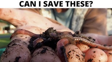 Saving My Windrow Compost Worms From A FREEZING Winter