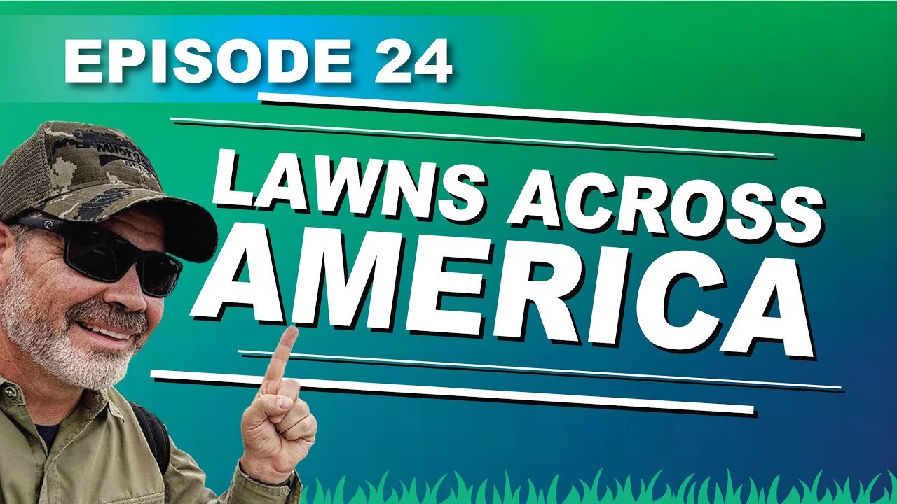 Brown St Augustine Grass Lawns In Summer And Looping Stolons Youtube