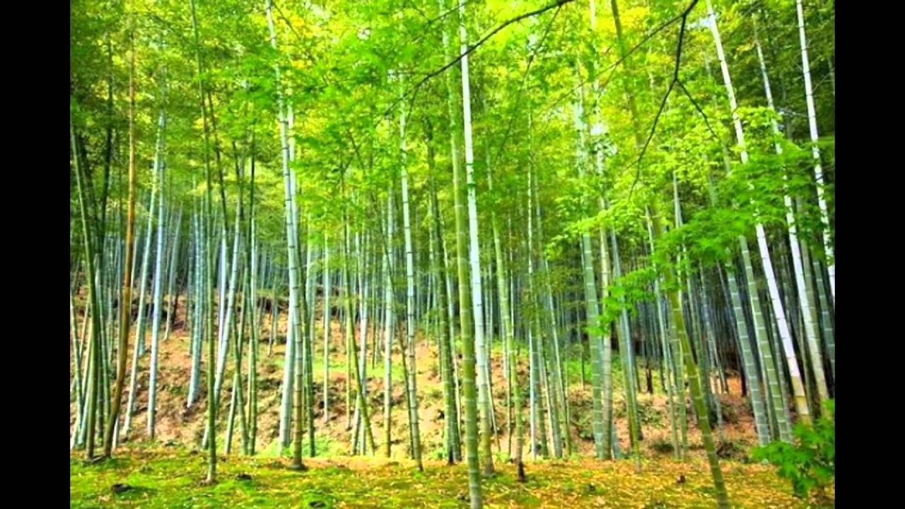 картинки бамбук фото