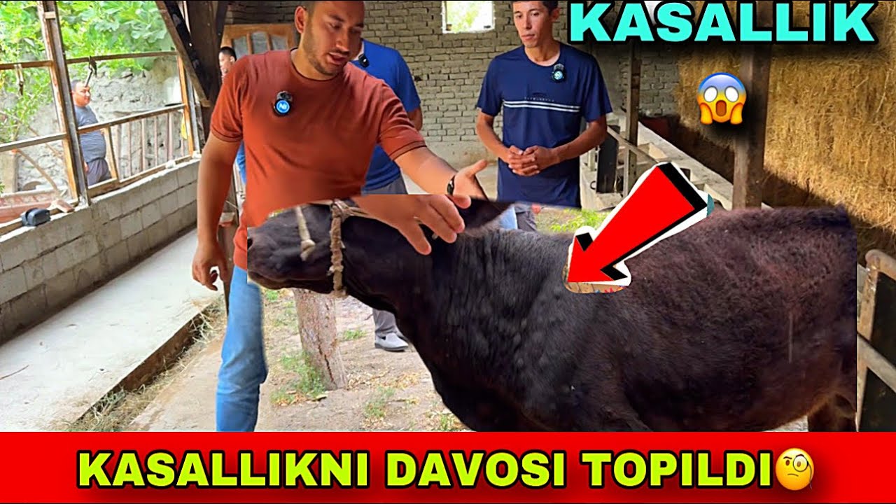 DERMATIT KASALIGINI DAVOSI TOPILDI🤝