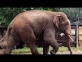 Gone viral: Wild elephant roams through Odisha town