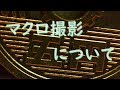 【きのまん】マクロ撮影について【デジタルカメラ】