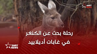 رحلة بحث عن الكنغر في غابات أديلاييد